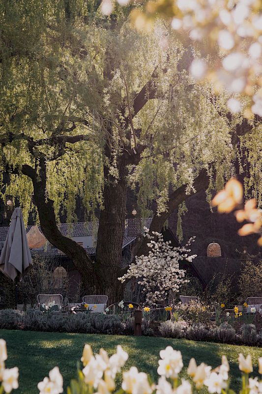 Home is where<br />
the willow bends