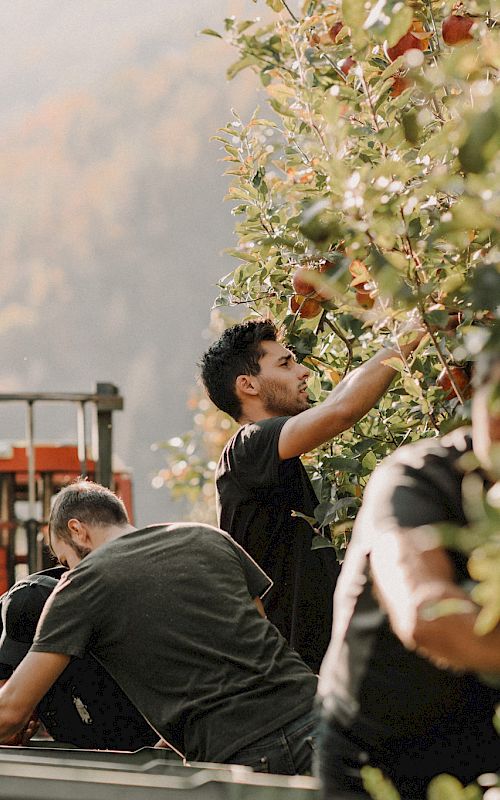 Farm workers harvesting apples in an orchard. Trees and a mountain are visible in the background.